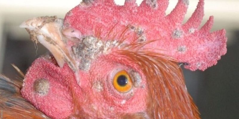 Chi tiết nguyên nhân và nguồn gốc căn bệnh gà bị nổi trái